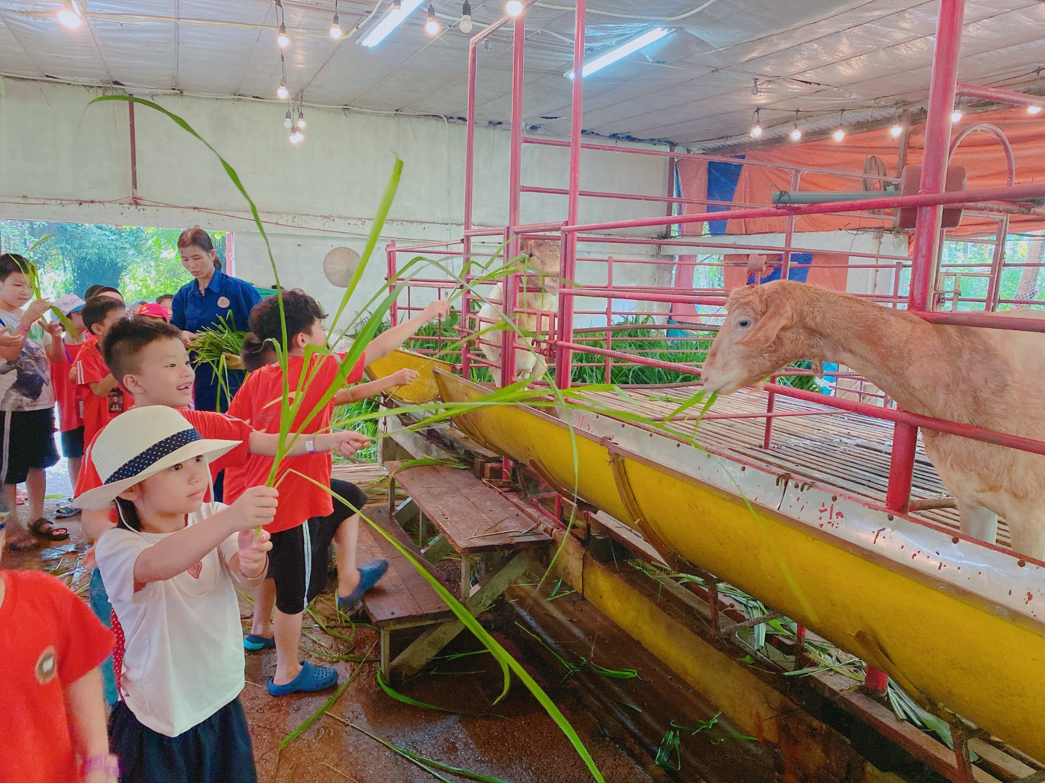 Extracurricular activities, practical experience at white goat farm (De trang farm)